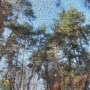 Рулонні штори screen-901